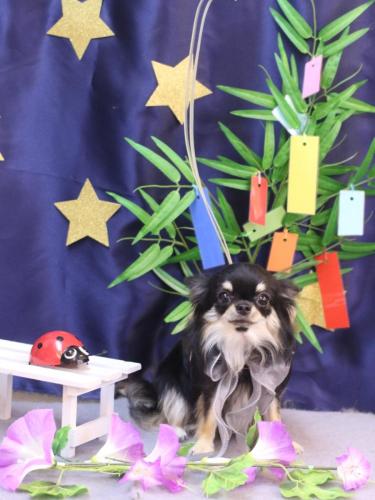 20230729プリンちゃん